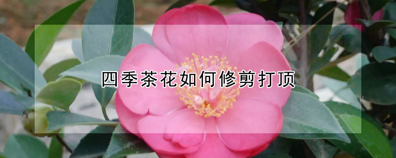 四季茶花如何修剪打頂