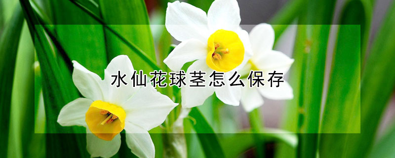 水仙花球莖怎么保存