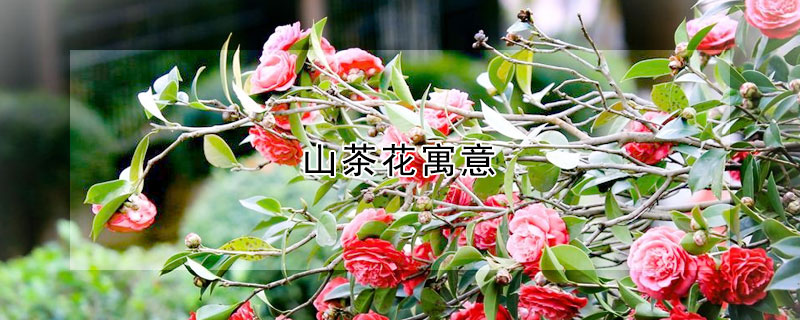 山茶花寓意