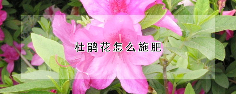 杜鵑花怎么施肥