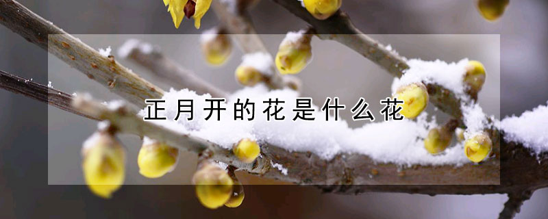 正月開的花是什么花