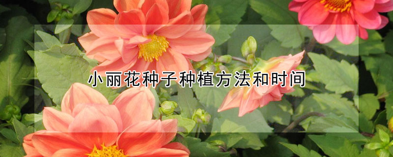 小麗花種子種植方法和時間