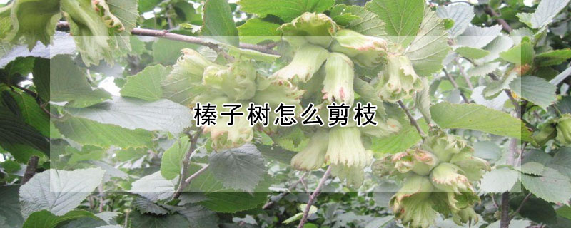 榛子樹怎么剪枝