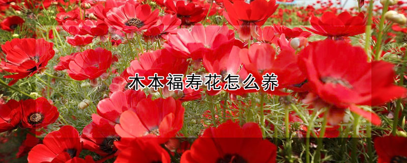 木本福壽花怎么養(yǎng)