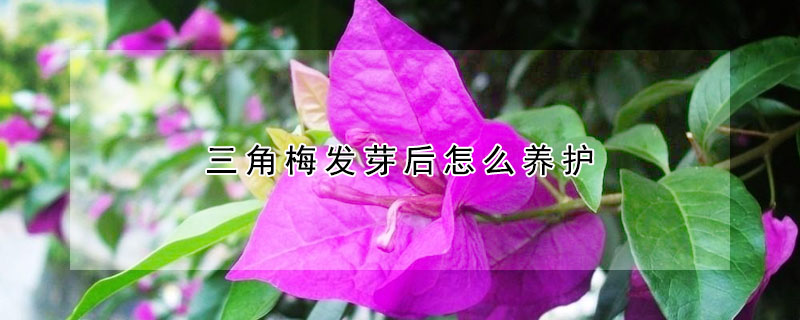 三角梅發(fā)芽后怎么養(yǎng)護(hù)