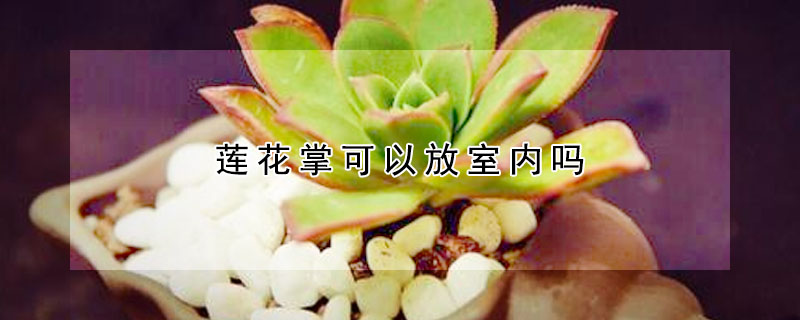 蓮花掌可以放室內嗎