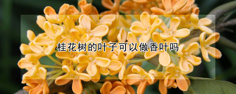 桂花樹的葉子可以做香葉嗎