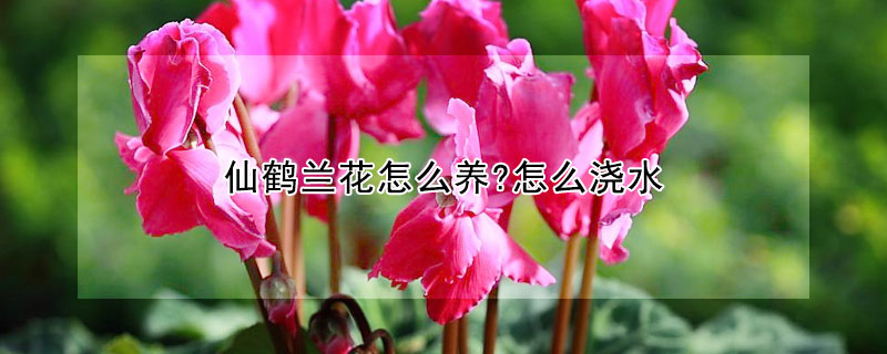 仙鶴蘭花怎么養(yǎng)?怎么澆水