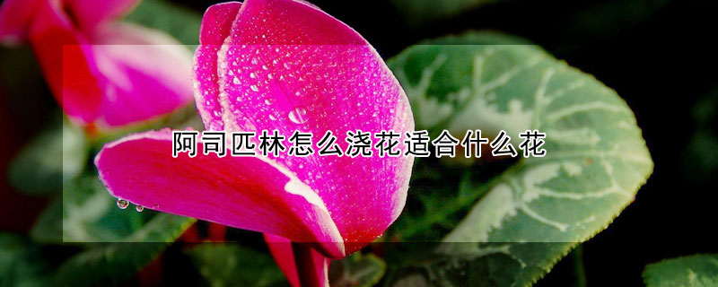 阿司匹林怎么澆花適合什么花