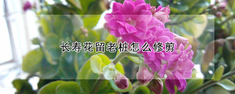 長壽花留老樁怎么修剪