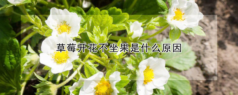 草莓開花不坐果是什么原因