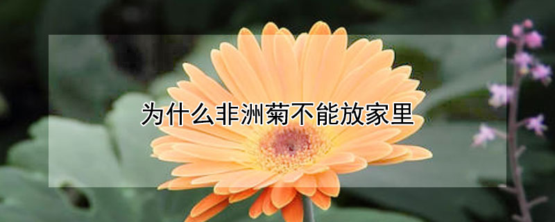 為什么非洲菊不能放家里