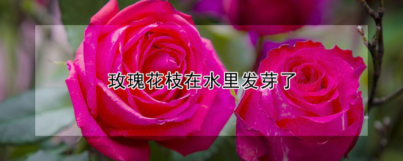 玫瑰花枝在水里發芽了