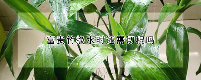 富貴竹換水時還需切棍嗎