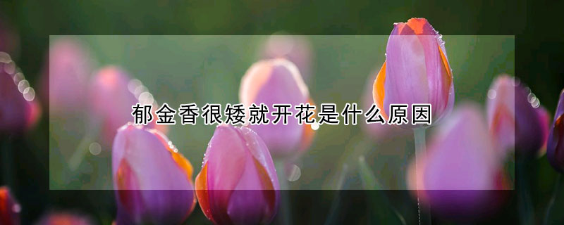 郁金香很矮就開花是什么原因