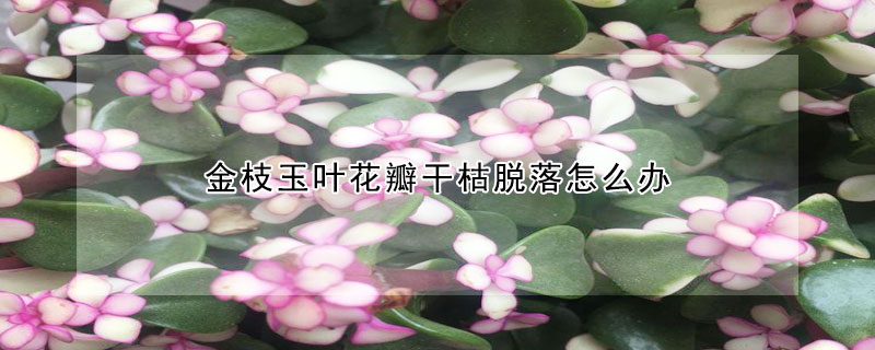 金枝玉葉花瓣干枯脫落怎么辦