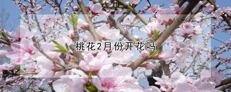 桃花2月份開(kāi)花嗎