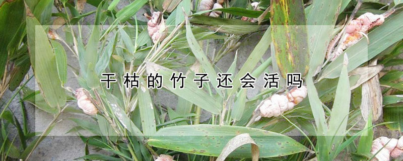 干枯的竹子還會(huì)活嗎