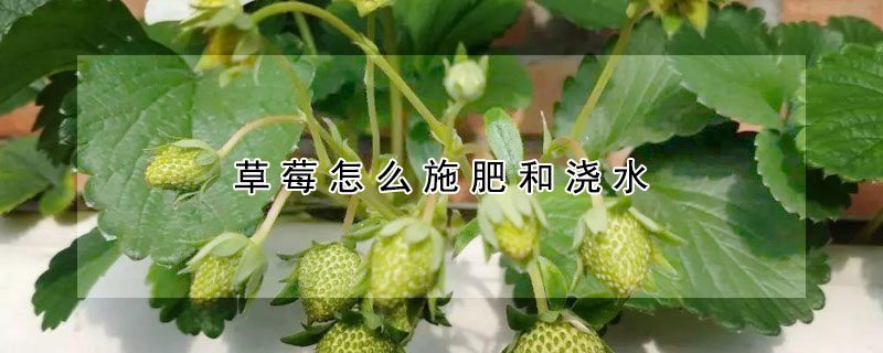 草莓怎么施肥和澆水