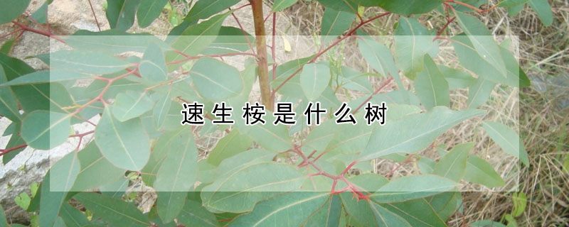 速生桉是什么樹