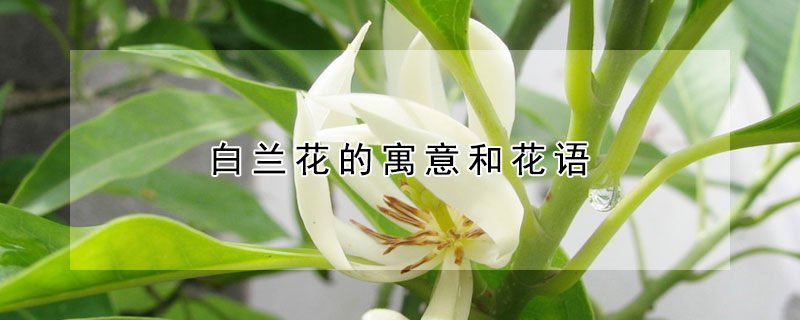 白蘭花的寓意和花語