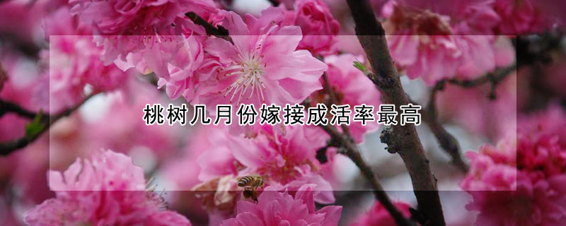 桃樹(shù)幾月份嫁接成活率最高