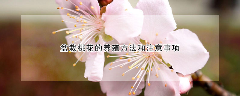 盆栽桃花的養(yǎng)殖方法和注意事項