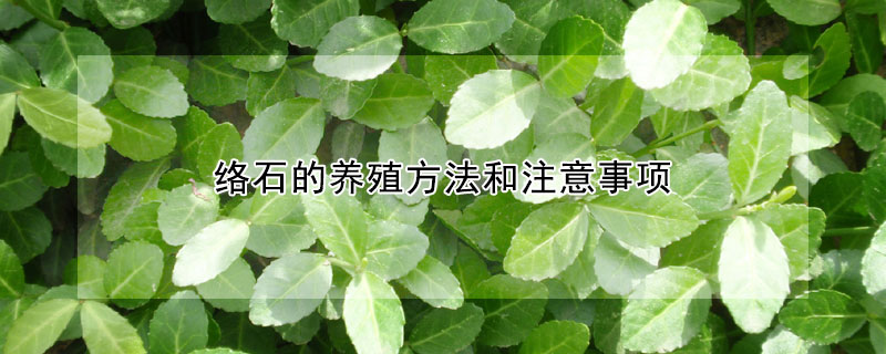 絡(luò)石的養(yǎng)殖方法和注意事項