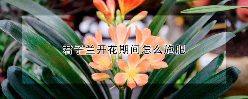 君子蘭開花期間怎么施肥