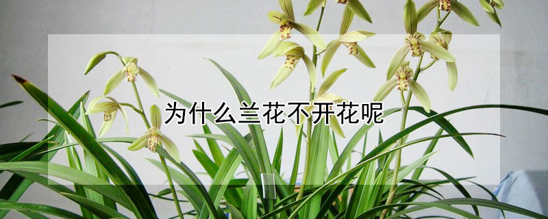 為什么蘭花不開花呢