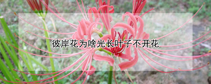 彼岸花為啥光長(zhǎng)葉子不開(kāi)花