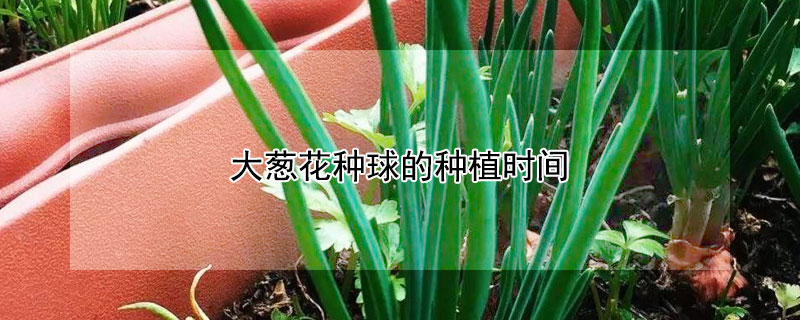 大蔥花種球的種植時間