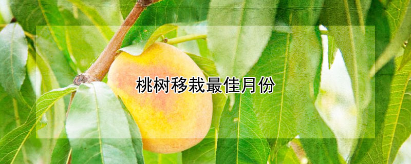 桃樹(shù)移栽最佳月份