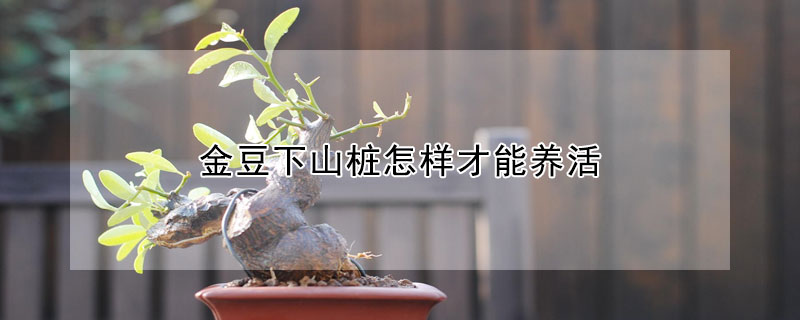 金豆下山樁怎樣才能養(yǎng)活