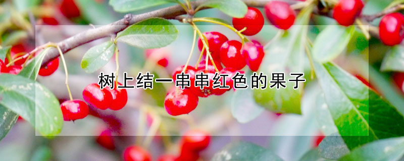 樹上結(jié)一串串紅色的果子