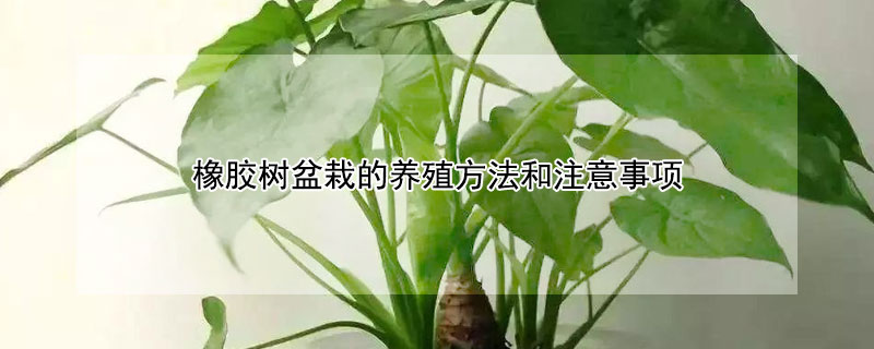 橡膠樹盆栽的養殖方法和注意事項