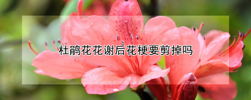 杜鵑花花謝后花梗要剪掉嗎