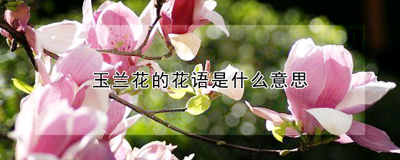 玉蘭花的花語是什么意思