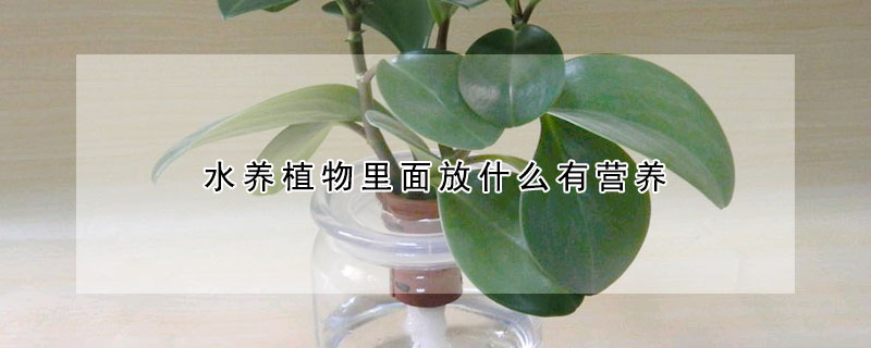 水養植物里面放什么有營養