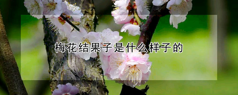 梅花結果子是什么樣子的