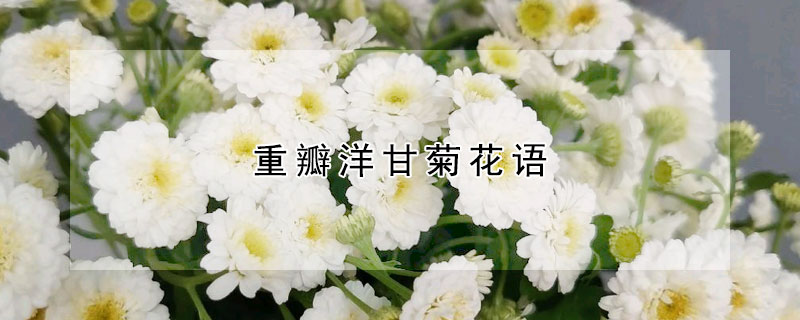 重瓣洋甘菊花語(yǔ)