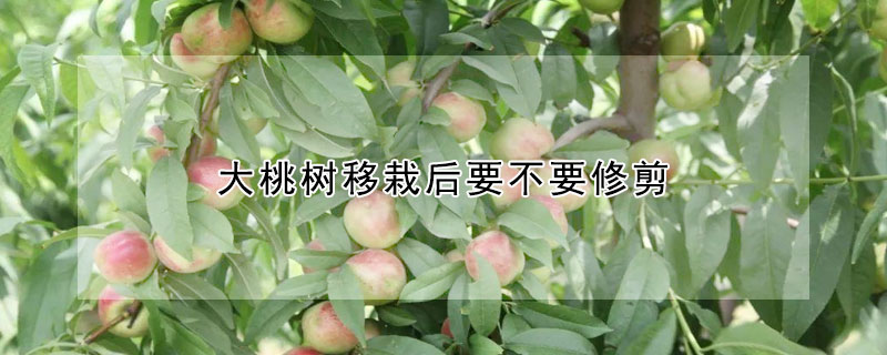 大桃樹移栽后要不要修剪