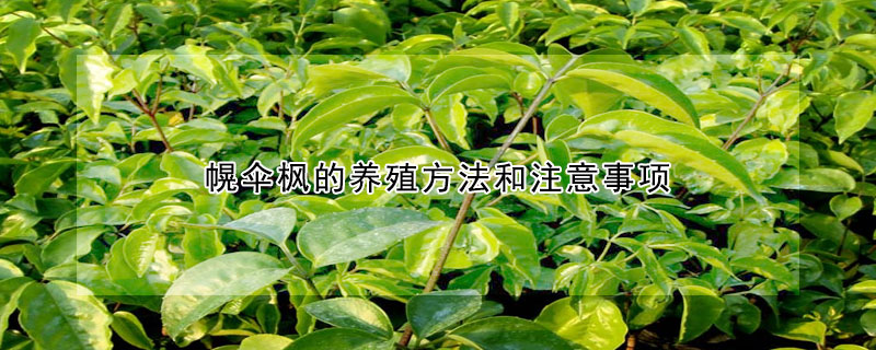 幌傘楓的養(yǎng)殖方法和注意事項