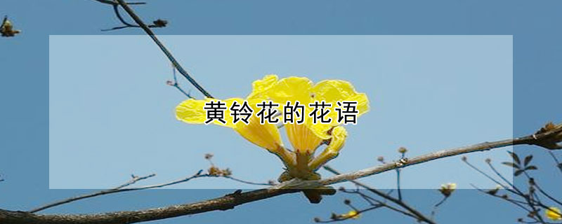 黃鈴花的花語(yǔ)