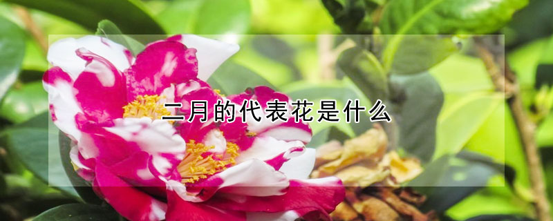 二月的代表花是什么