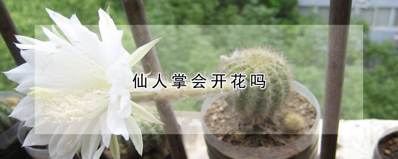 仙人掌會開花嗎