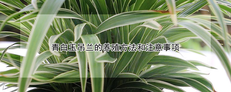 青白玉吊蘭的養(yǎng)殖方法和注意事項(xiàng)