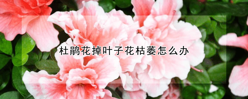 杜鵑花掉葉子花枯萎怎么辦