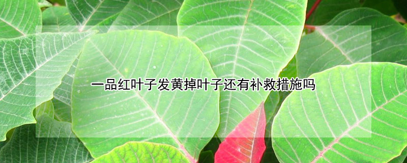 一品紅葉子發黃掉葉子還有補救措施嗎