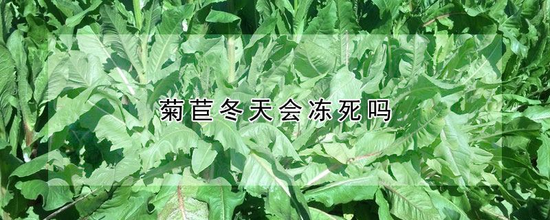 菊苣冬天會凍死嗎